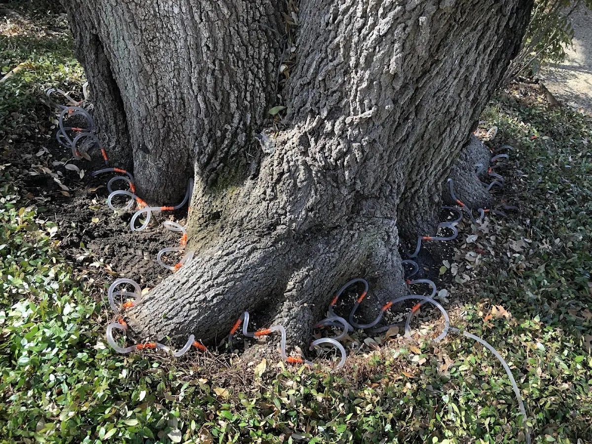 Detailed Tree Cabling and Bracing job site in Corona Del Mar