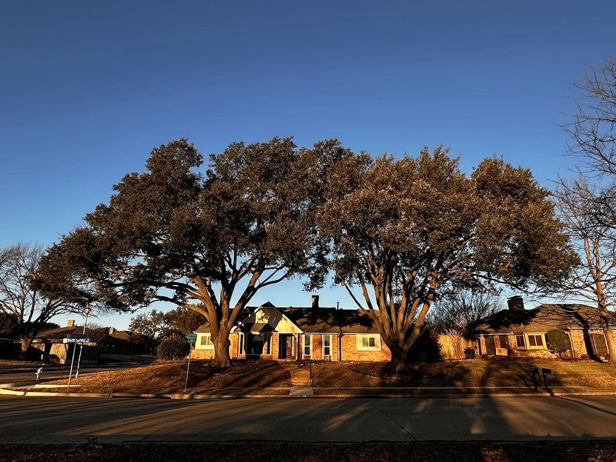 Established residential canopy tree shading a home in Corona Del Mar
